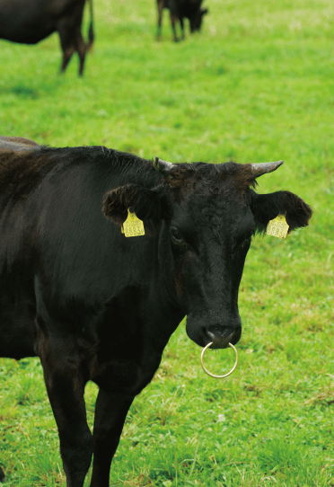 福よしの味をご自宅で。